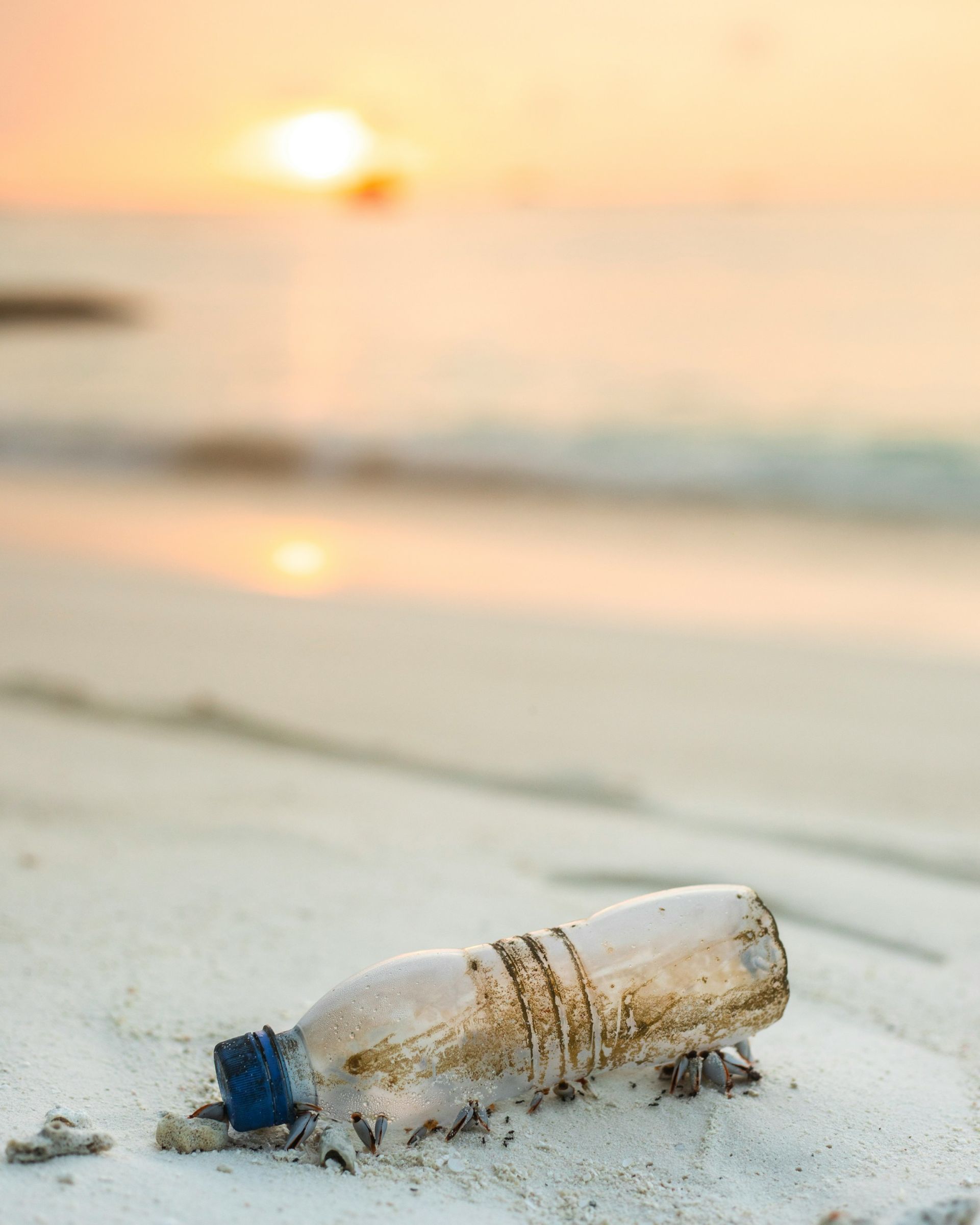 Ocean Waves Plastic bottle covered in barnacles washed up on a beach at sunset