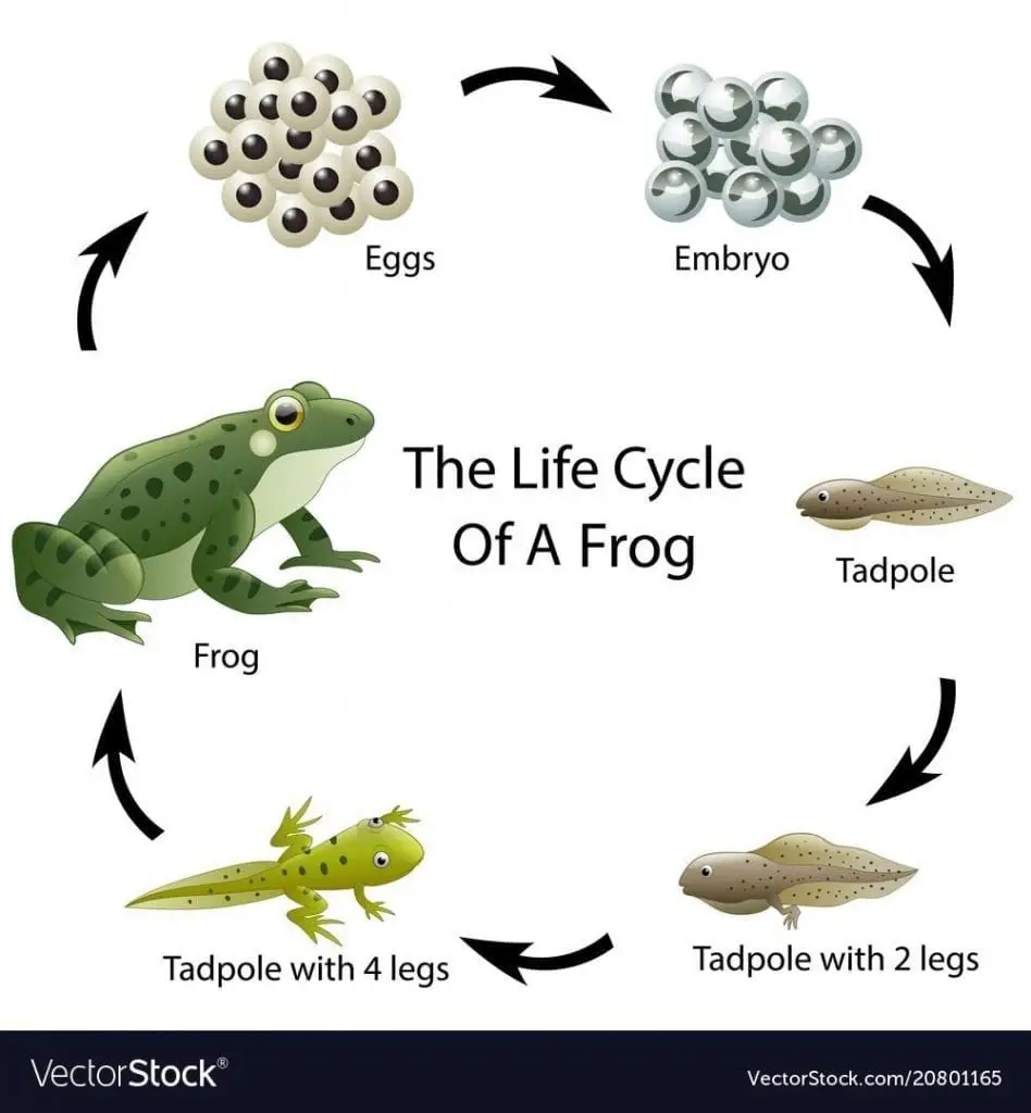 life-cycle-of-a-frog-1 • Environmental Nonprofit Organization Figure 1. Life cycle of a frog. Sourced from: Vector Stock