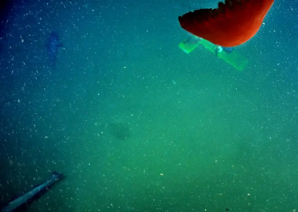 photo_of_marine-snow