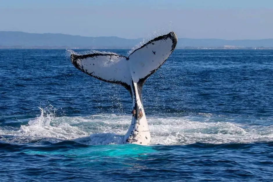 save-the-whales-with-ocean-cleanup-organization