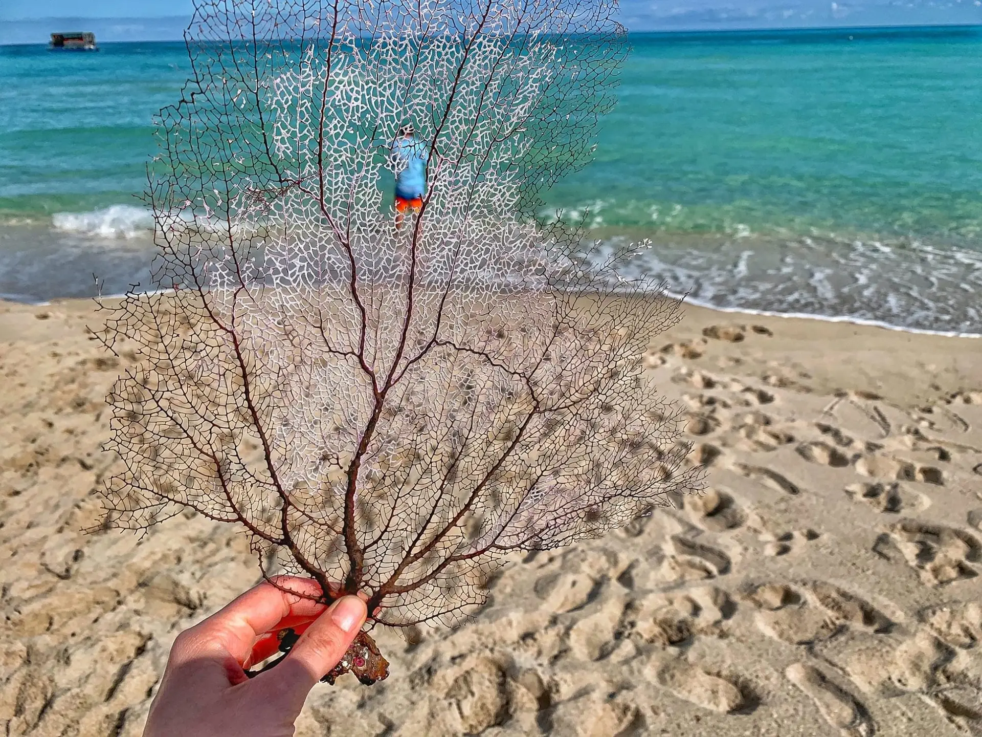 Deep sea creatures • Environmental Nonprofit Organization Deep sea creatures