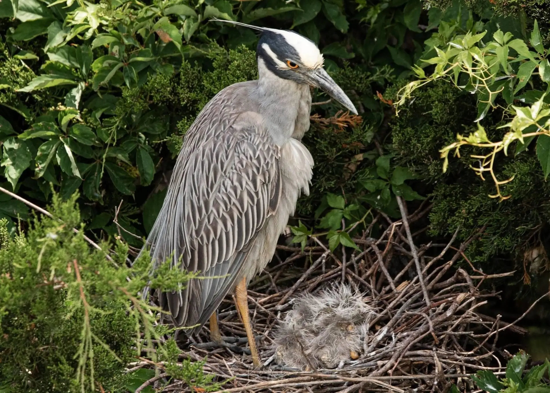 sea-birds-list • Environmental Nonprofit Organization sea-birds-list