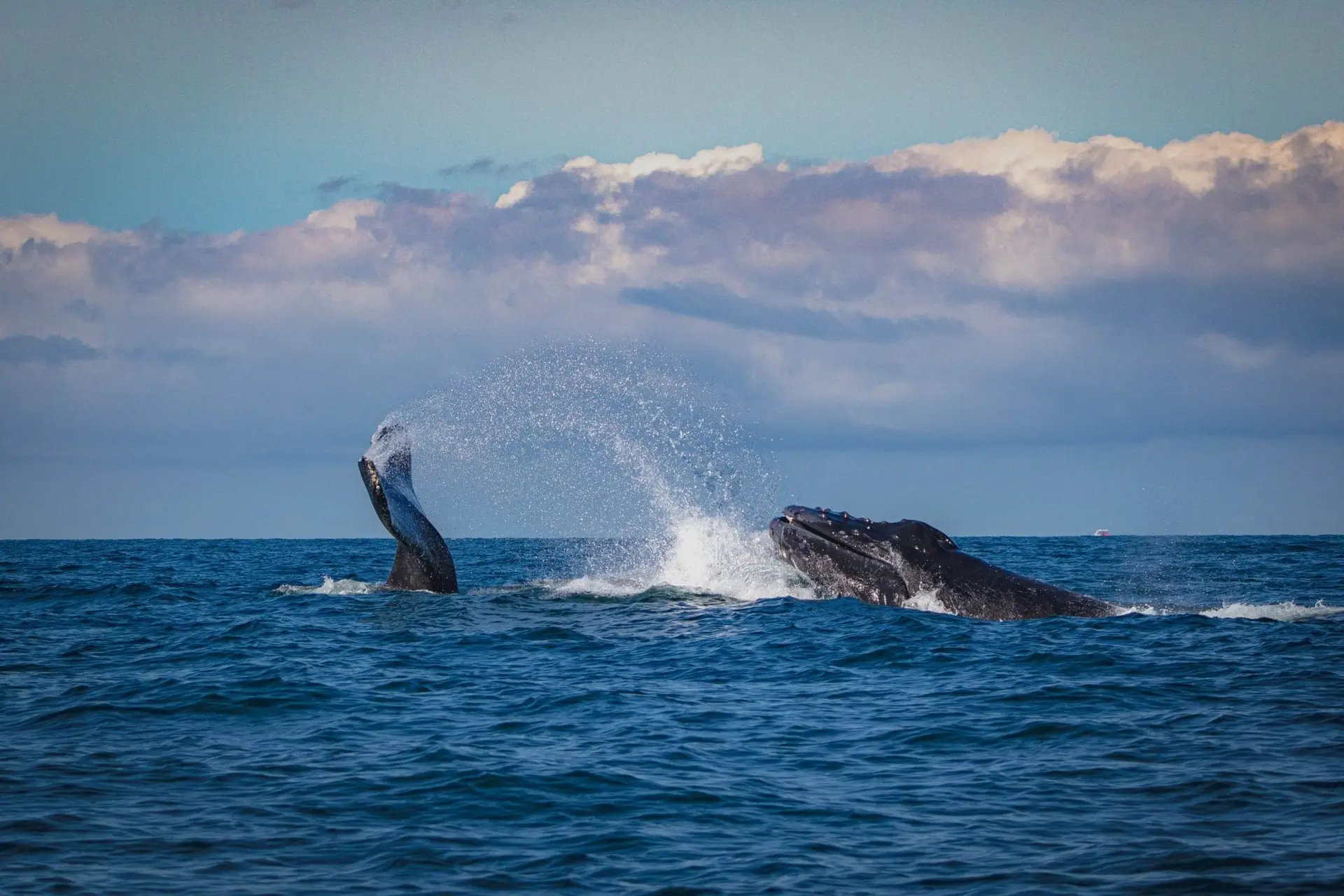 whale-watching