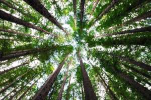 native-trees-river-restoration-projects