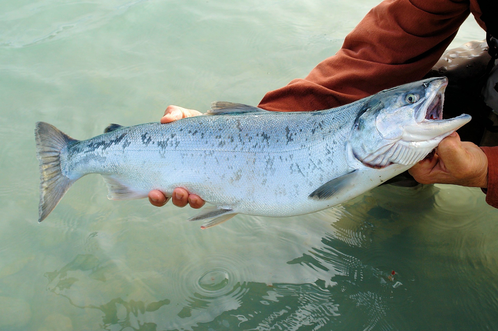 why-do-we-cook-our-salmon-before-we-catch-it