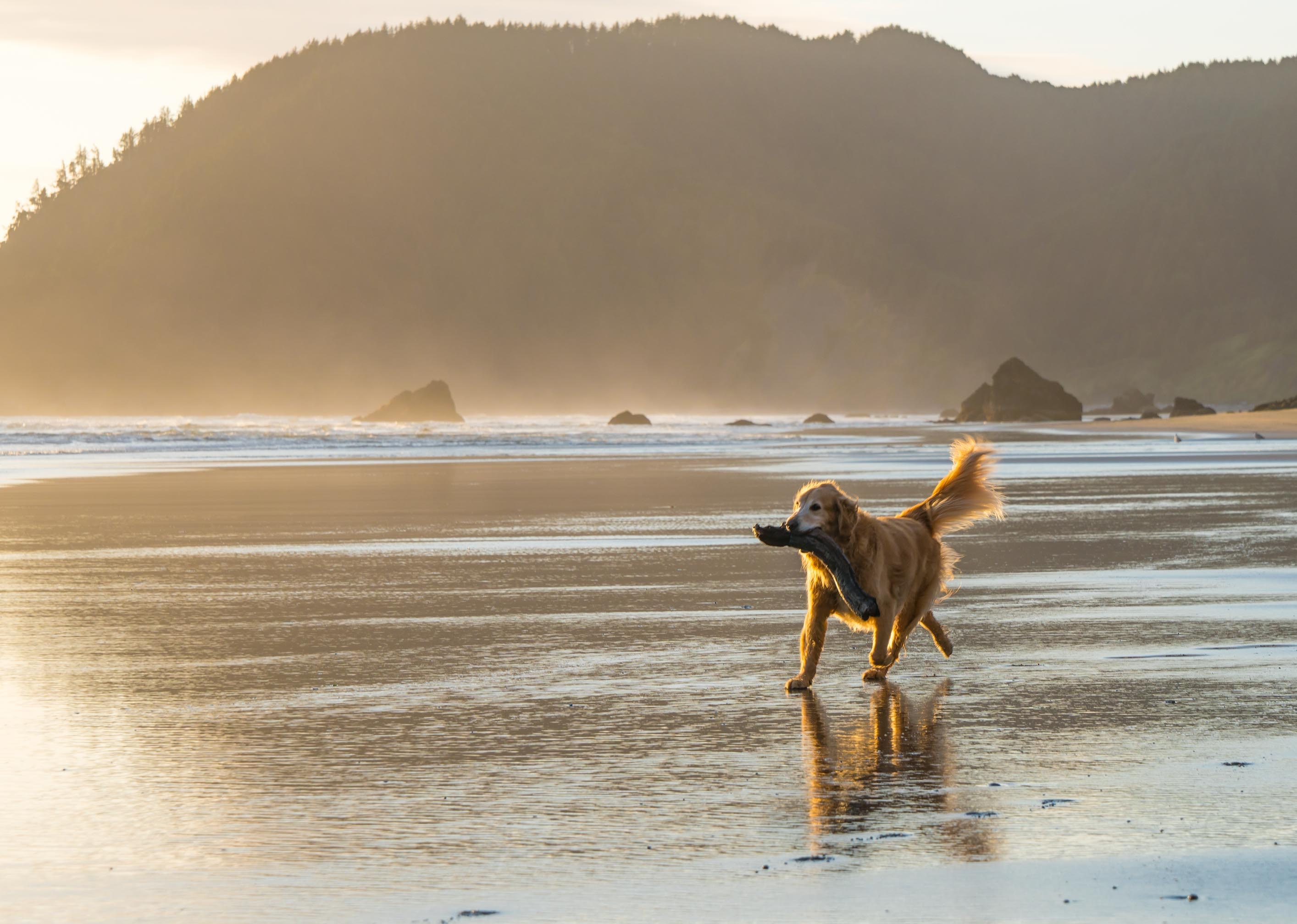 best-beaches-in-the-pacific-northwest