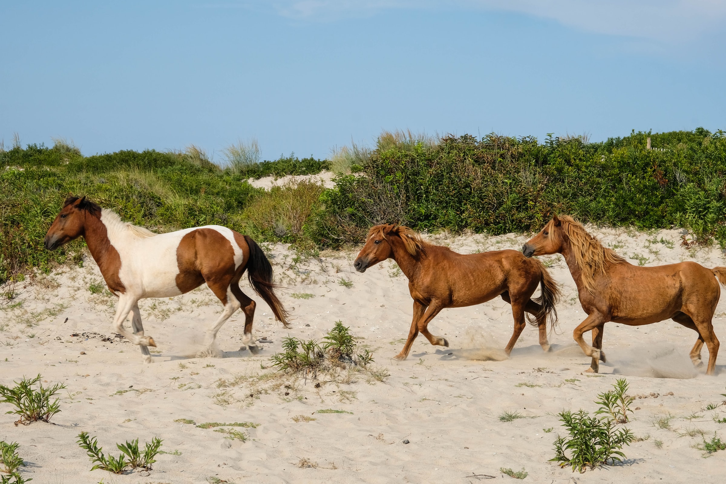 wild-ponies-on-assateague-island