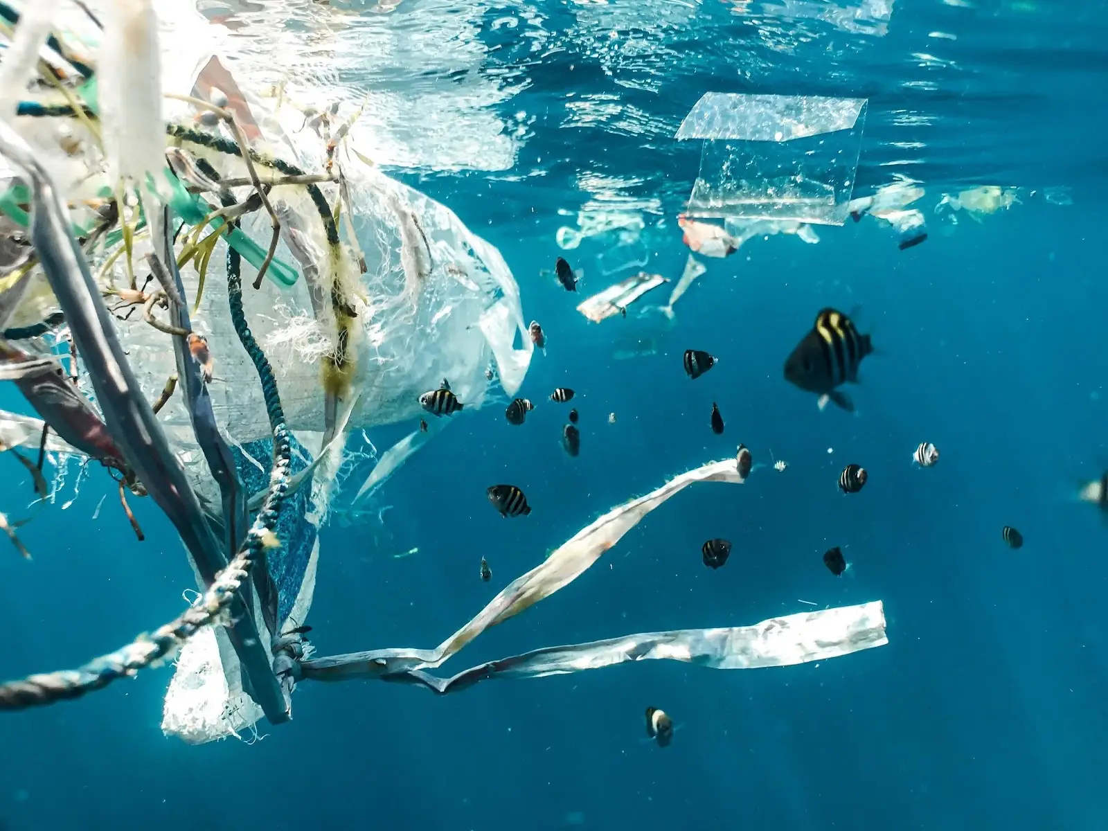 how-does-plastic-enter-the-food-chain.jpg