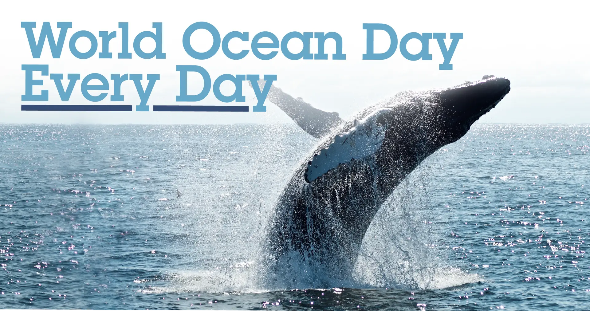 • Environmental Nonprofit Organization World Ocean Day Every Day
