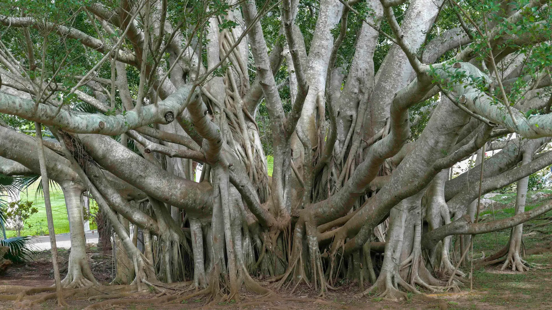 bayan-trees-in-hawaii.jpg