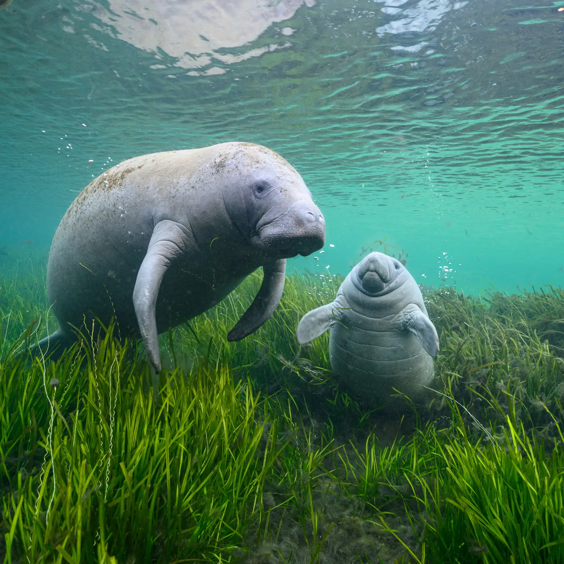 manatees-florida-crisis-red-tide • Environmental Nonprofit Organization manatees-florida-crisis-red-tide
