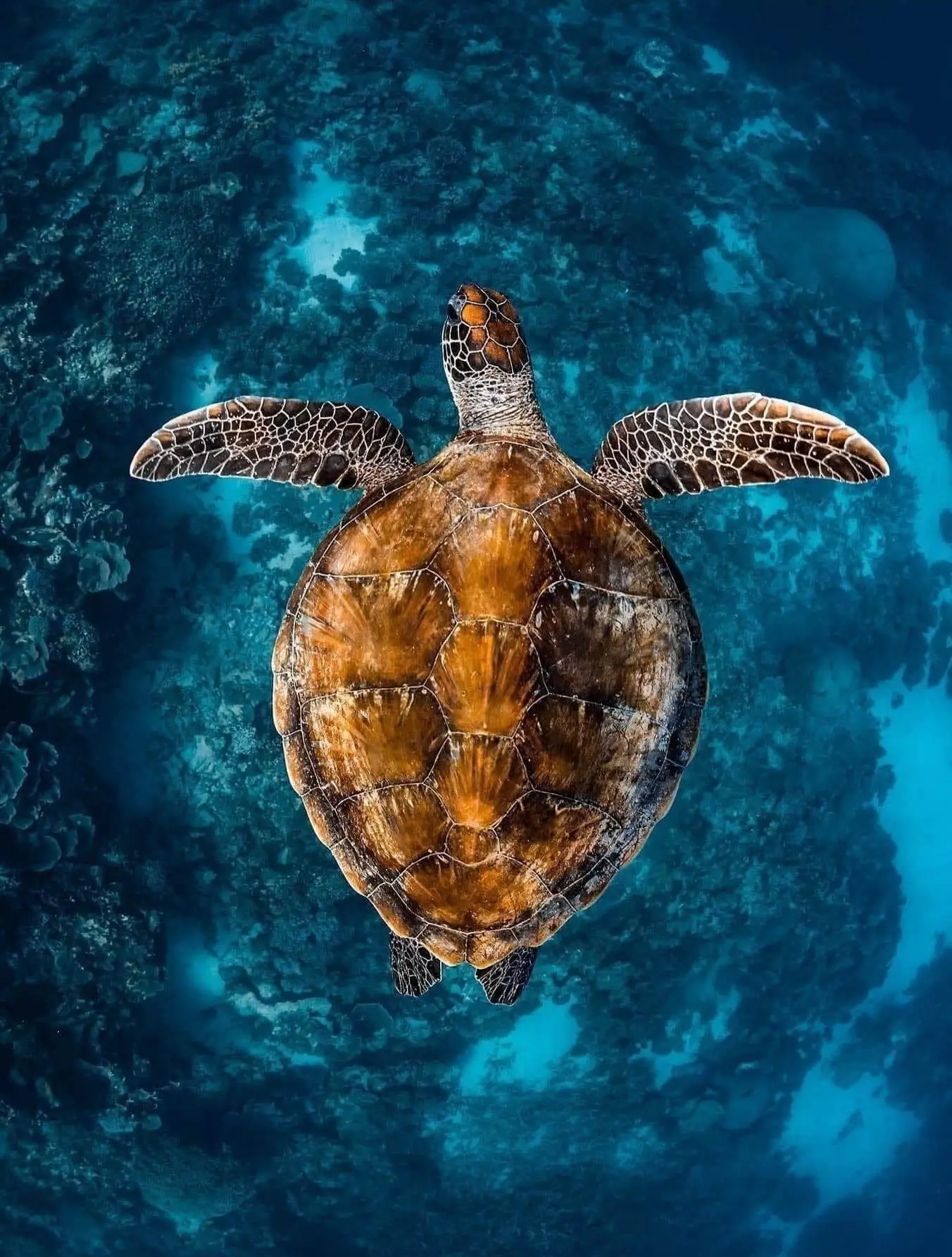 turtle-ocean-blue-project-save-the-waves-cropped.jpg