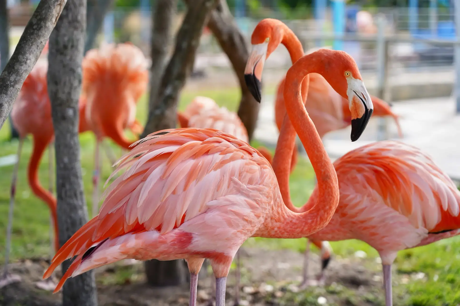 do-flamingos-live-in-the-united-states