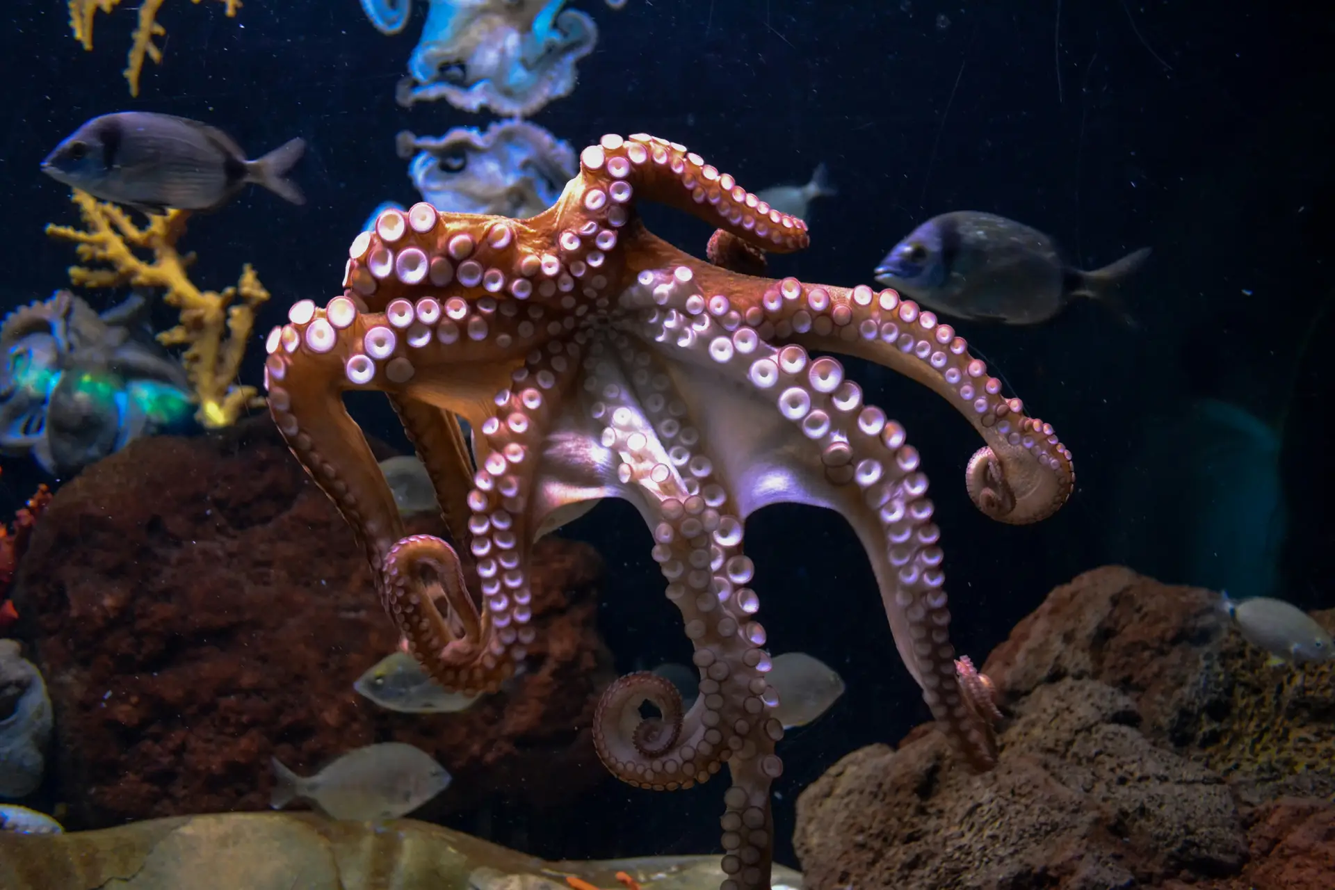 octopus-nature • Environmental Nonprofit Organization octopus-nature.jpg