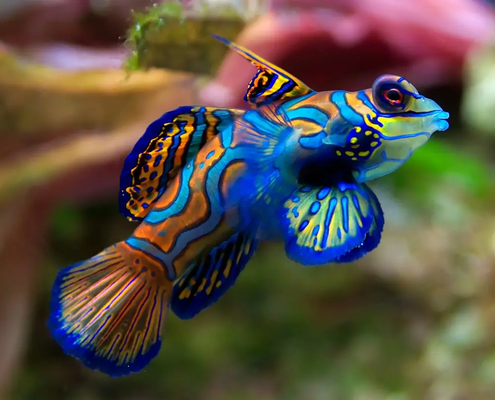 the-beautiful-mandarin-fish