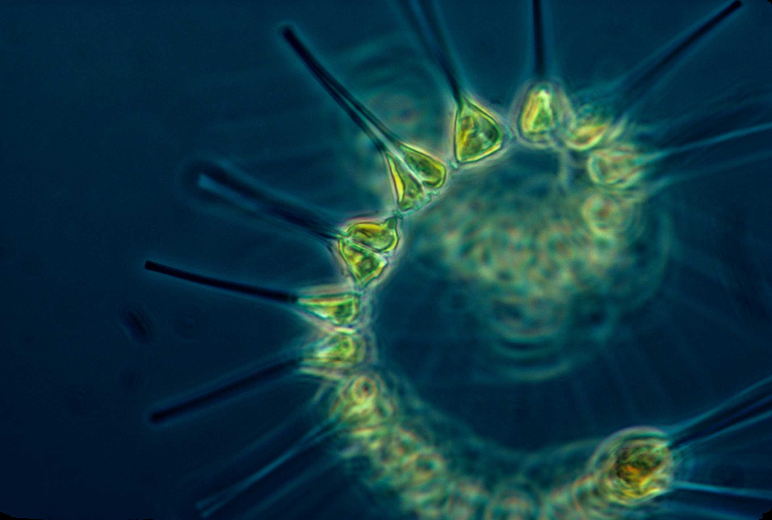 Phytoplankton - the foundation of the oceanic food chain.