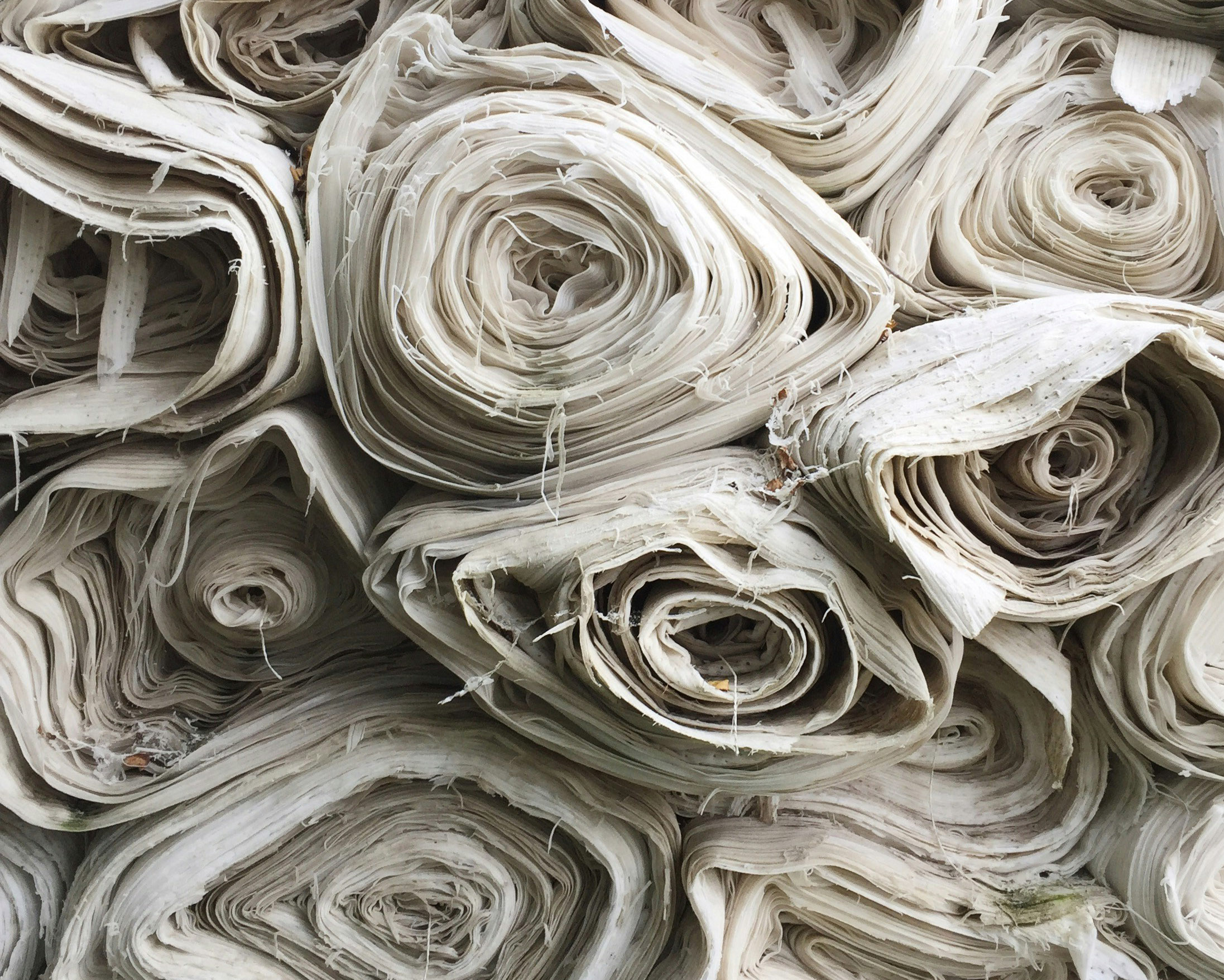 ethan-bodnar-kgC99X3WH1w-unsplash (1) • Environmental Nonprofit Organization