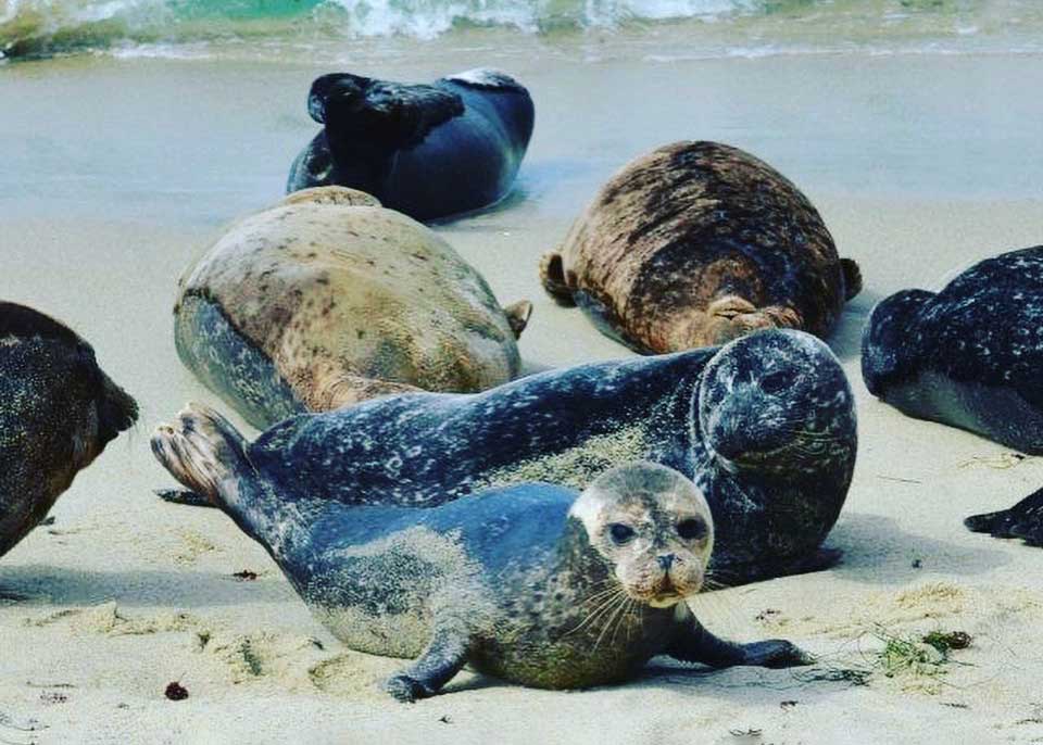 Juvenile Harbor Seals