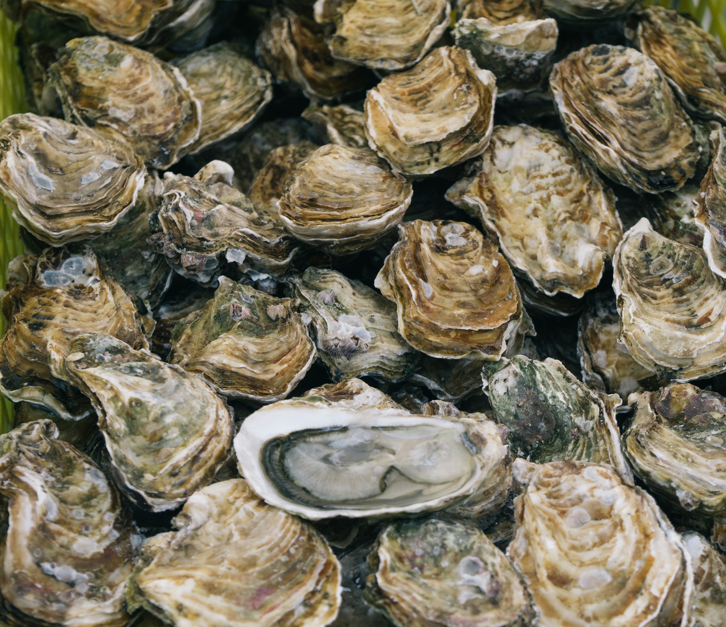 10-things-you-didn't-know-about-oysters.jpg